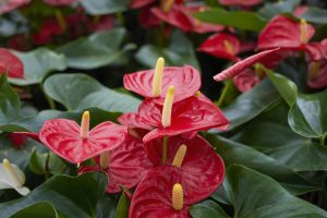 Image of Pink Anthurium Potratz Greenhouses Erie, PA