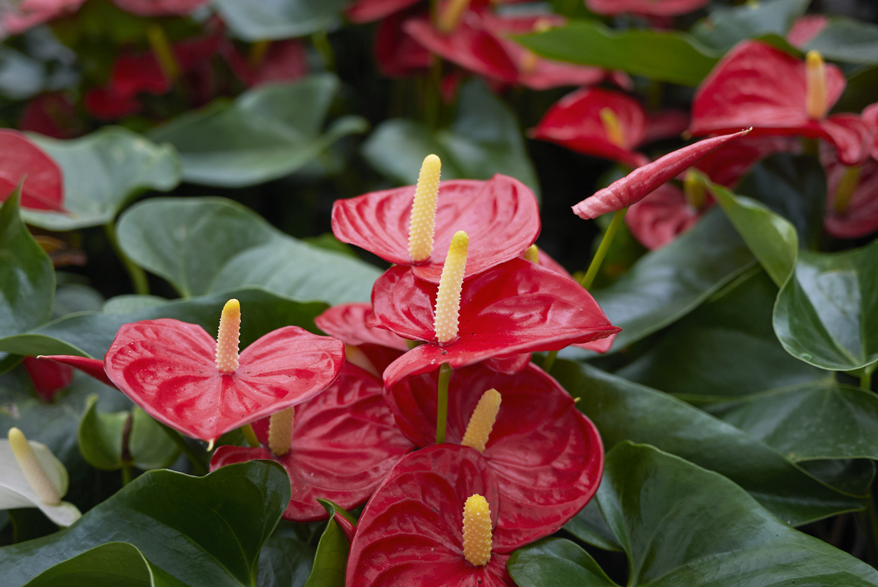 Anthurium Image of Pink Anthurium Potratz Greenhouses Erie, PA