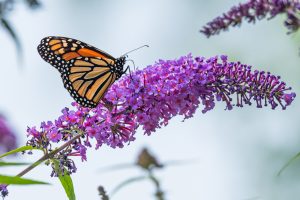 Monarch Butterfly resting on a butterfly bush Potratz Greenhouses outdoor garden space Erie PA