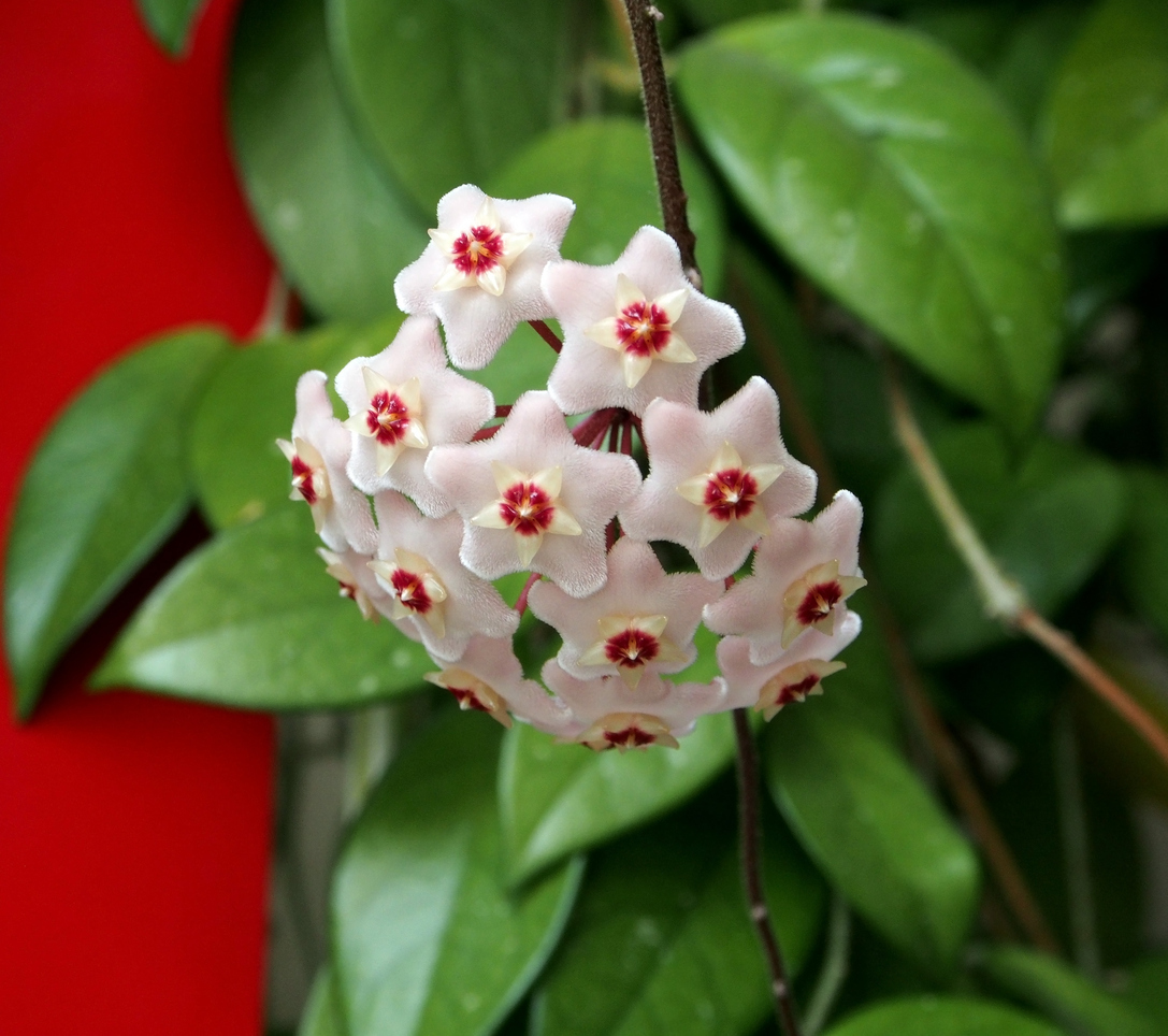 Flowering Hoya plant at Potratz Greenhouses Erie, PA