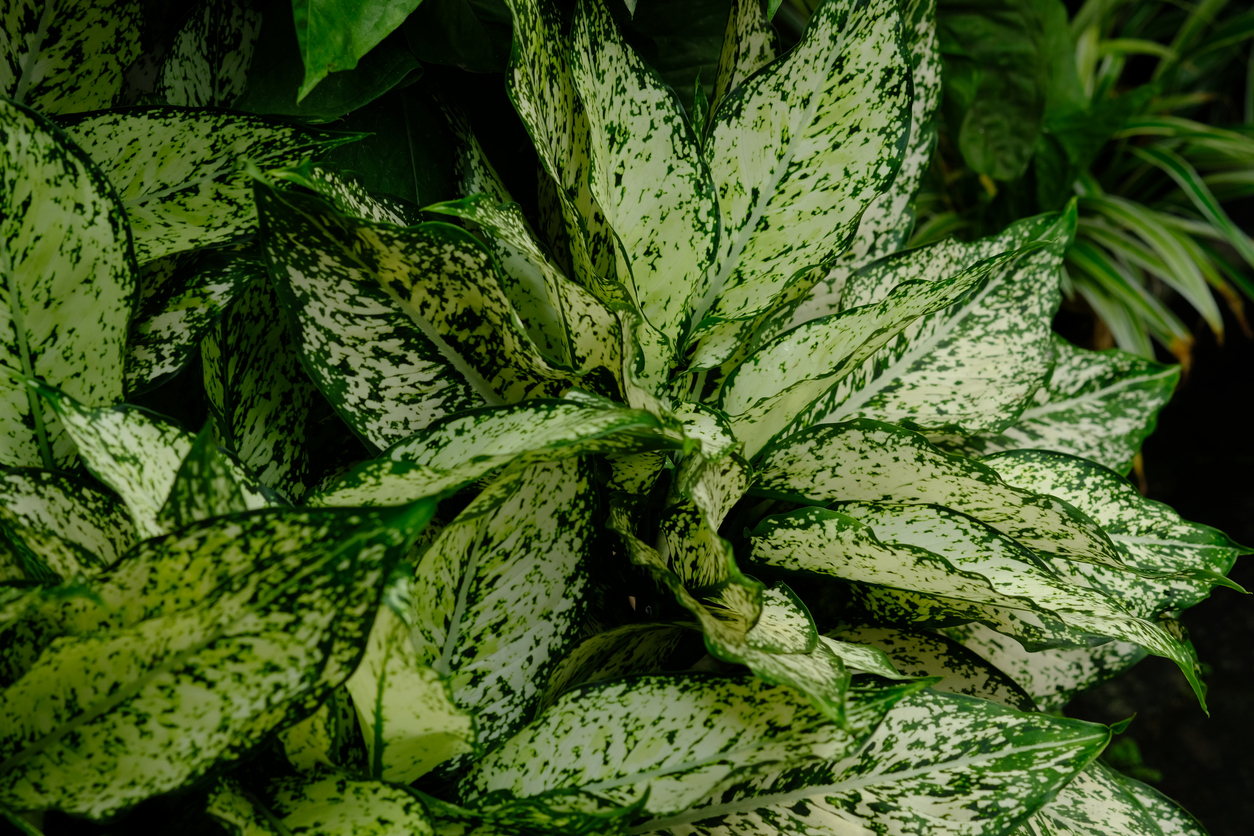 Test 2 Chinese Evergreen plant grows at Potratz Greenhouses Erie, PA