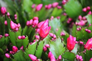 Beautiful, large Christmas Cactus loaded with buds and blooms.