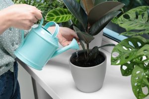 Indoor plant being watered with a watering can