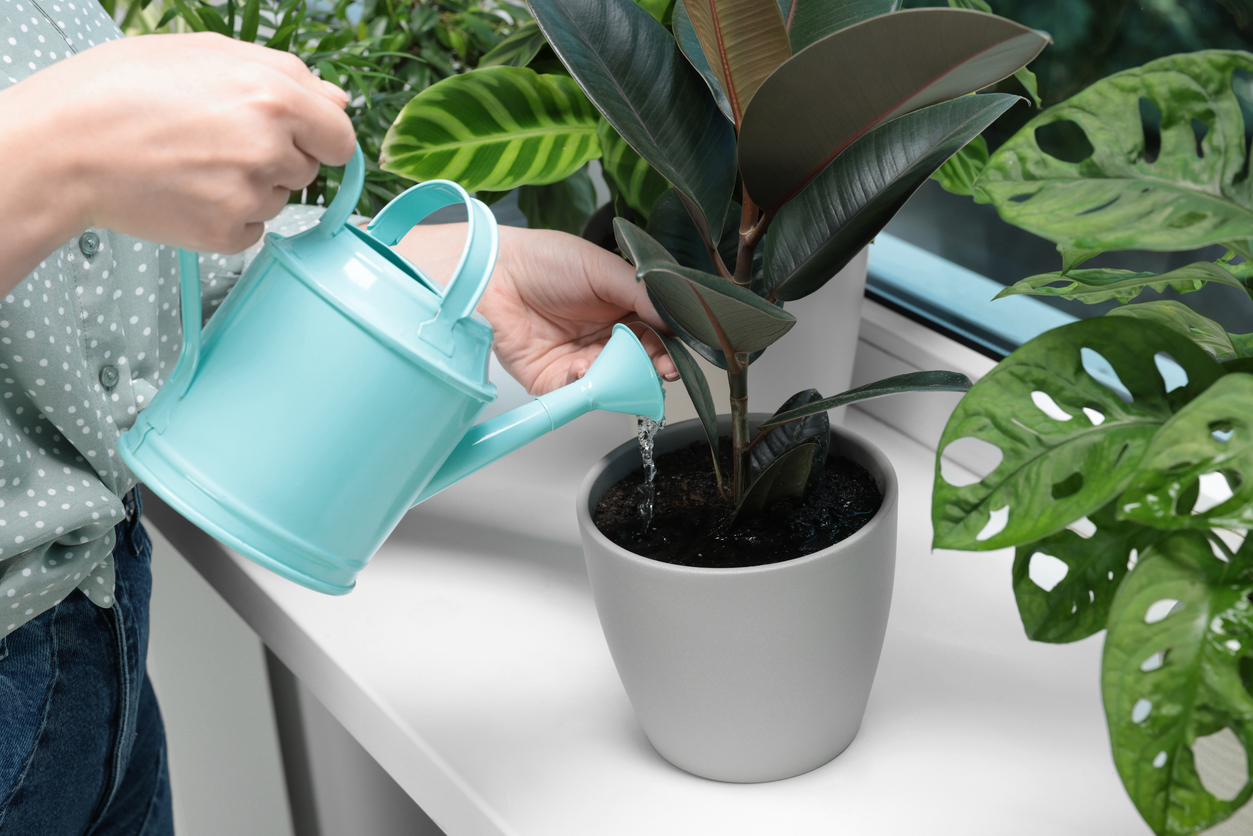 Indoor plant being watered with a watering can