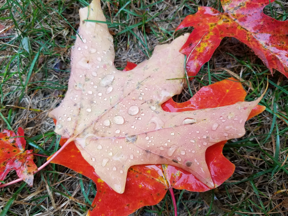 Colorful wet autumn leaves piled on grass
