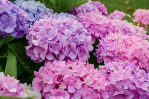 Multicolored pink, purple and blue blooming hydrangea shown