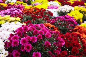 Large, beautiful assortment of colored mum plants for landscaping