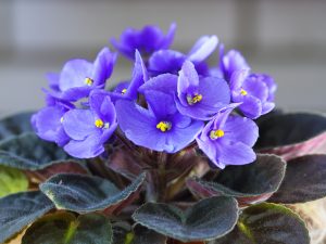 Deep purple African Violet at Potratz Greenhouses Erie PA.