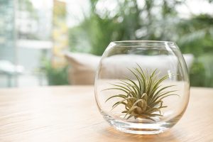 Air plant shown in a glass container