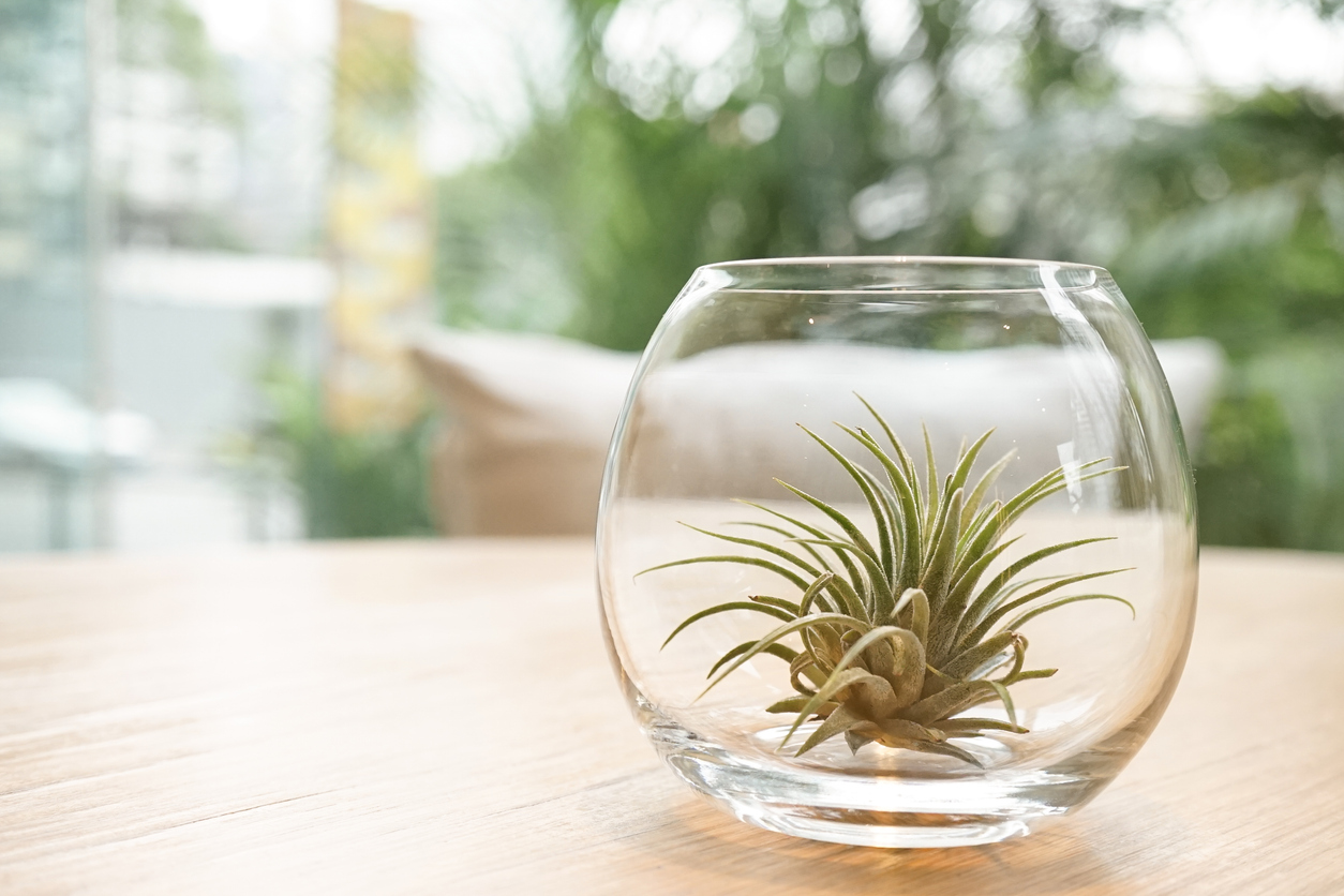 Air plant shown in a glass container