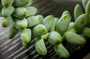 Close up of a jelly bean succulent also known as a burro’s tail or a donkey tail plant