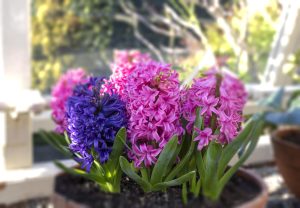 Hyacinth bulbs grown indoors in a pot