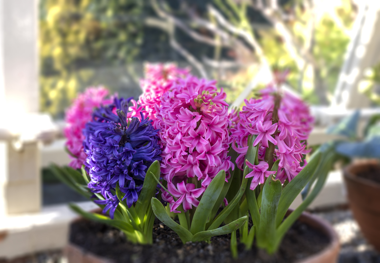 Hyacinth bulbs grown indoors in a pot