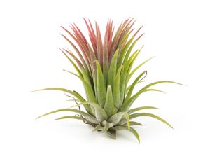 Tillandsia (also known as an air plant) is shown here.