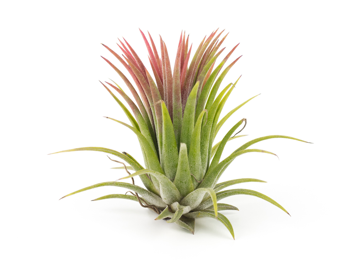 Tillandsia (also known as an air plant) is shown here.