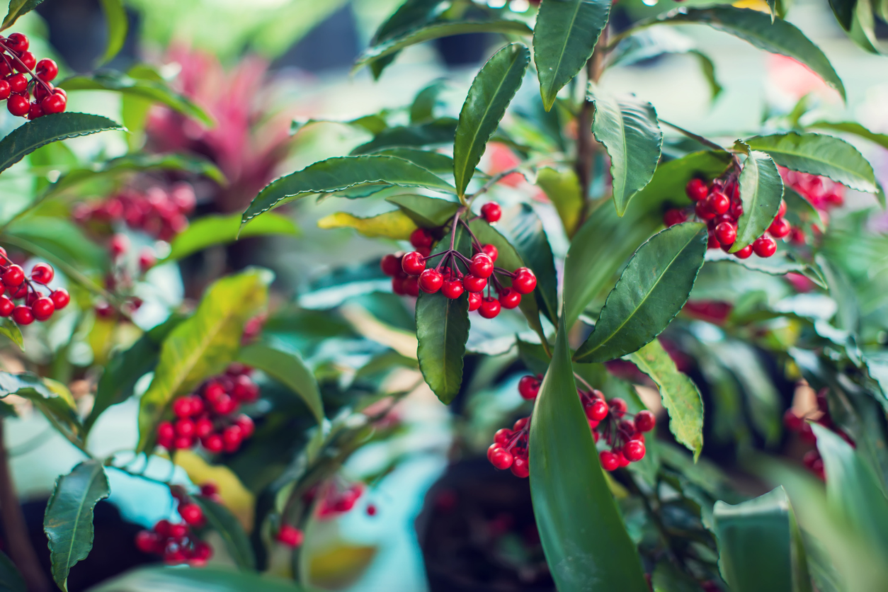 Ardisia plant with bright coral December berries at Potratz Greenhouses Erie PA.