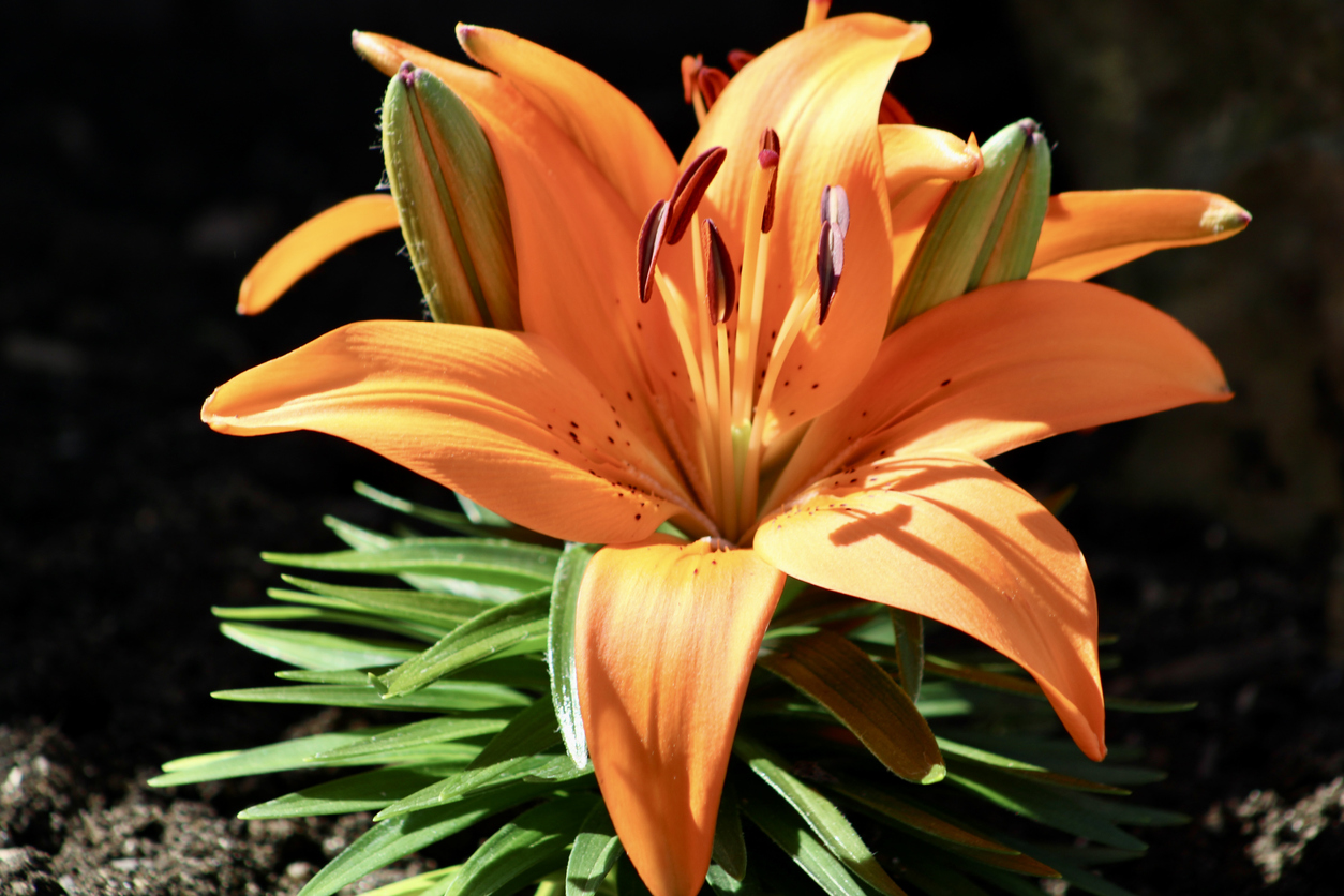 Bright orange Asiatic Lily is shown here.