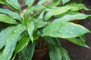 Aspidistra plant (also known as Cast Iron Plant) of the cream spotted variety is shown here