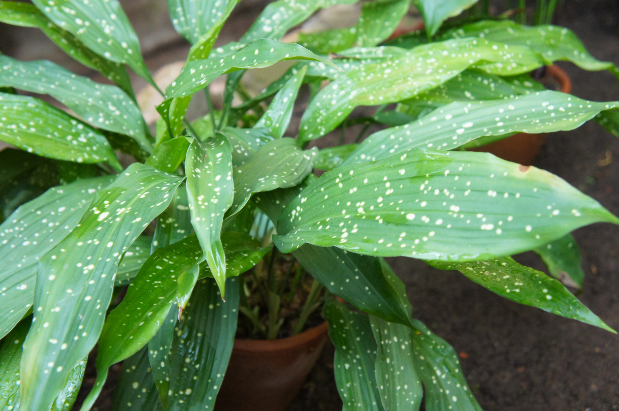 Test 1 Aspidistra plant (also known as Cast Iron Plant) of the cream spotted variety is shown here