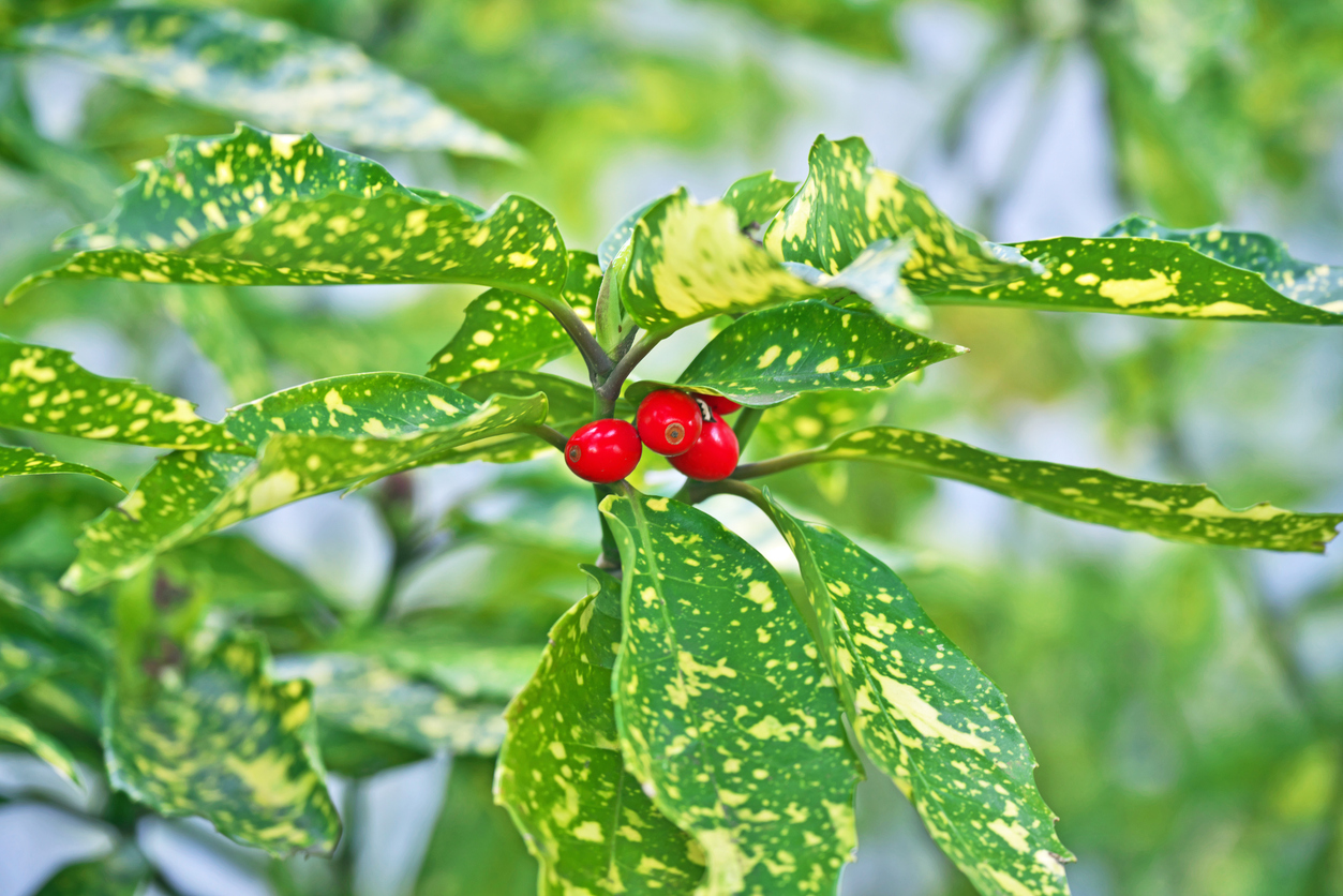 Female aucuba plant is shown with coral red fruit in late summer.