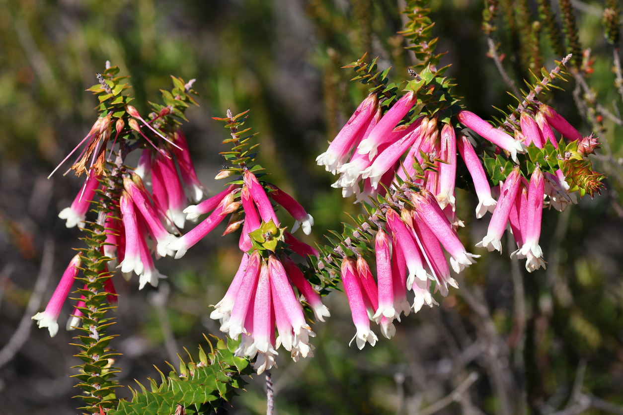 Fuchsia variety of Australian Heath Shrub is shown here.