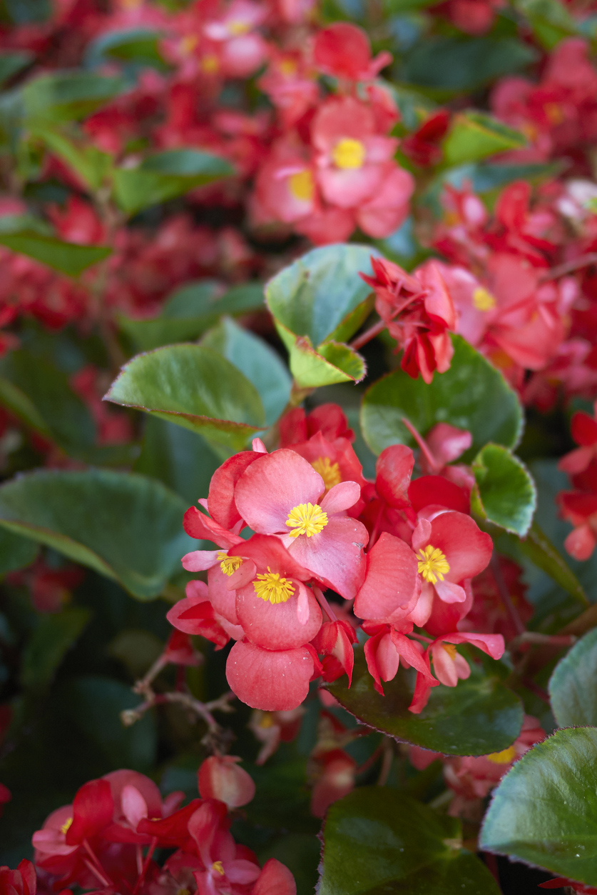 A healthy begonia plant with bright red flowers is shown here