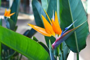 Bird of Paradise plant distinctive blue and orange flowers with deep green leaves is shown.