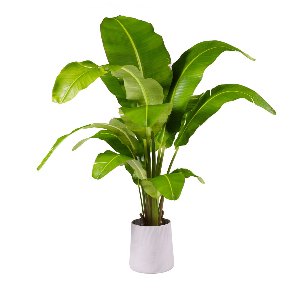 Image of a Musa Basjo plant (also known as banana plant) is shown in a ceramic pot.