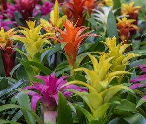 Multiple bromeliad plants with yellow, orange, red and purple blooms available at Potratz Greenhouses is shown here.