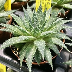 Aloe Plant