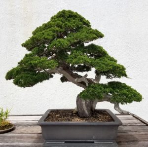 Buddhist Pine Plant