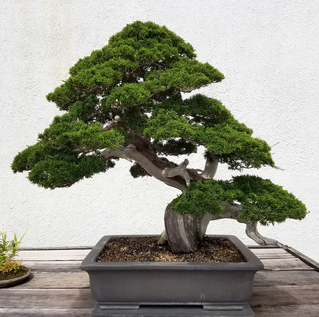 Buddhist Pine Plant