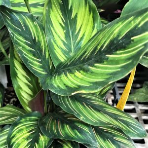 Calathea Beauty Star Plant Common name peacock plant zebra plant or prayer plant.