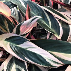 Calathea Triostar Stromanthe Tricolor Prayer Plant