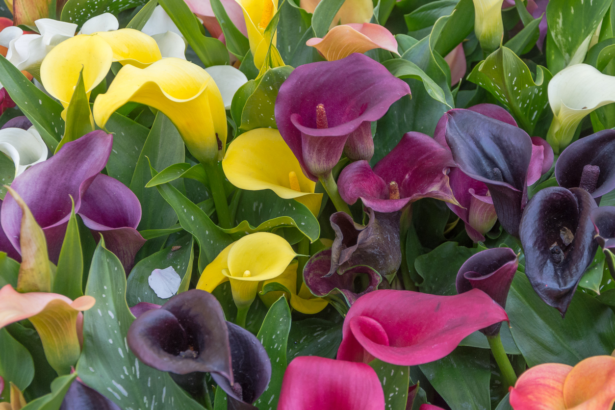 A group of pink, white, yellow and purple calla lilies is shown here.