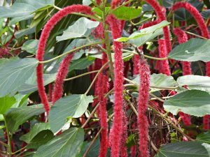 Close up image of a blooming chenille plant is shown in the greenhouse