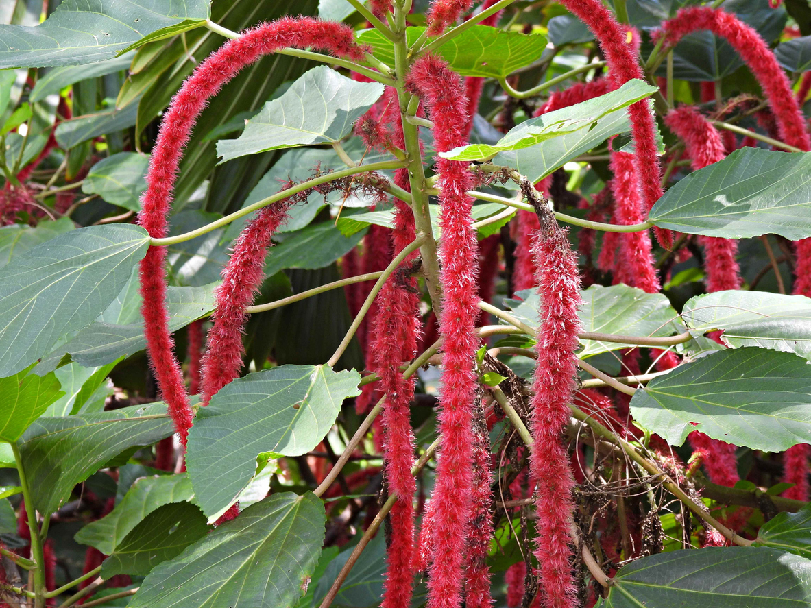 Close up image of a blooming chenille plant is shown in the greenhouse