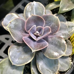 Echevia Pearl Plant