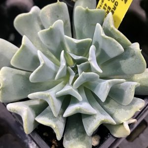 Echevia Runyonii and Echevia Topsy Turvy Plant