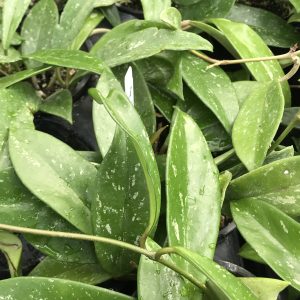 Hoya Publicalyx Splash Plant