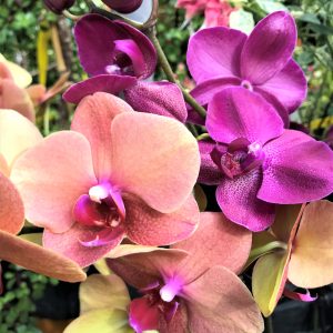 Orchid Phalaenopsis Plant
