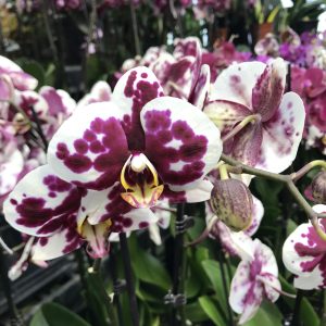 Orchid Phalaenopsis Plant