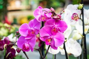 Tropical Pahleanopsis Orchid plant with pink fuschia blooms.