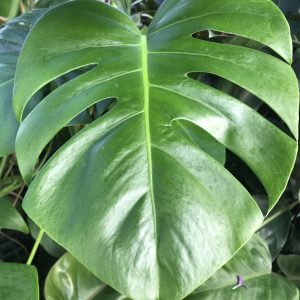Philodendron Monstera Plant
