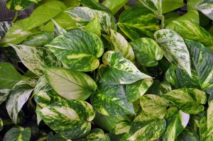 Large variegated pothos plant shown.