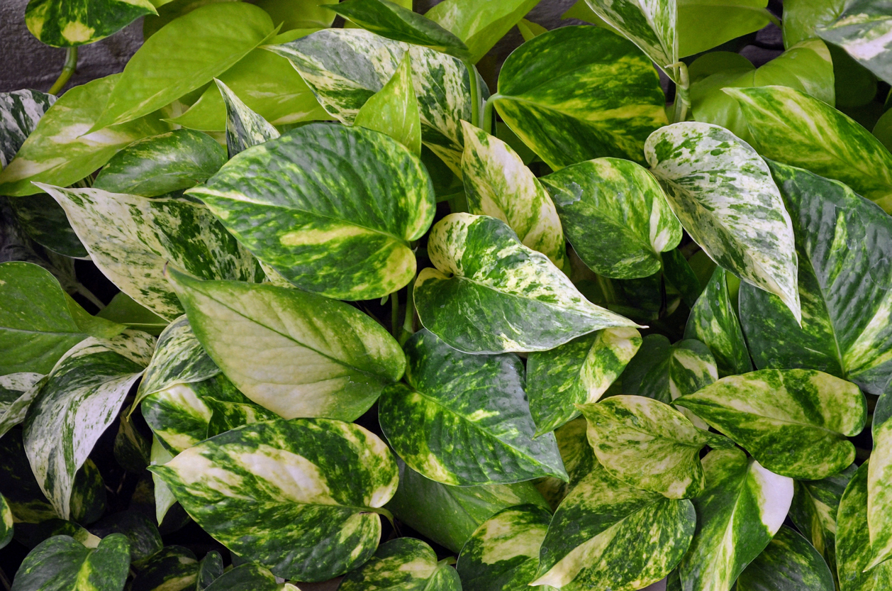 Large variegated pothos plant shown.