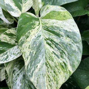 Pothos Marble Queen Plant