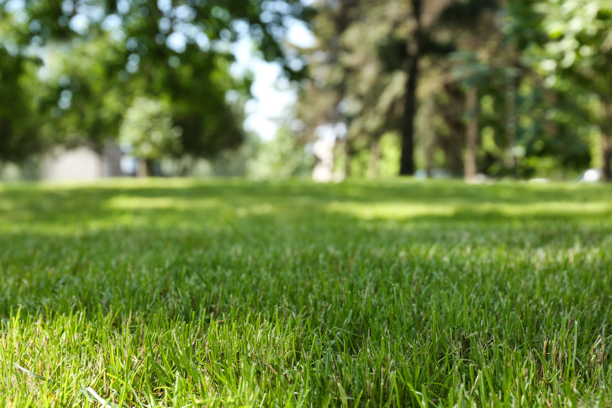 Lush green healthy lawn shown in summer.