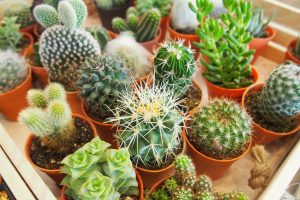 Several different varieties of cactus plants is at Potratz Greenhouses in Erie, PA