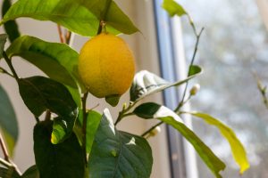 A lemon tree plant in a pot with ripening lemon on it is shown here
